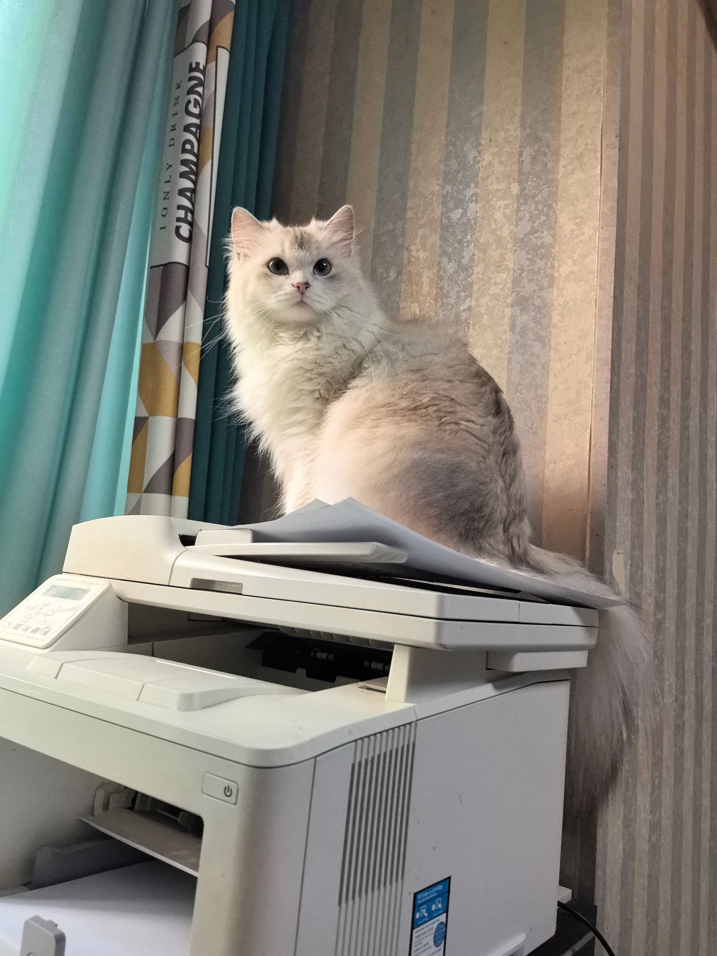 会看镜头的猫咪